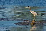 Heron In the River_DSCF02093